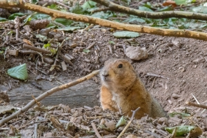 Chien de prairie